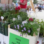 Rowerem po drzewach 2014 (07)